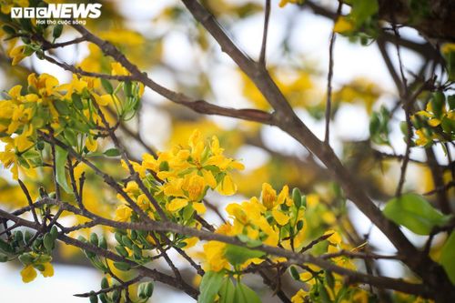 Ngắm những 'cụ' mai được 'hét' giá trăm triệu đón Tết Nhâm Dần