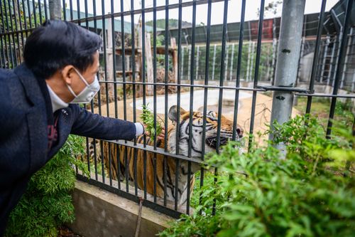 'Chúa sơn lâm' ở Hà Nội