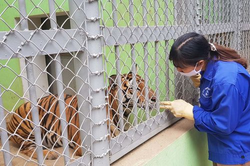 'Chúa sơn lâm' trong vườn thú