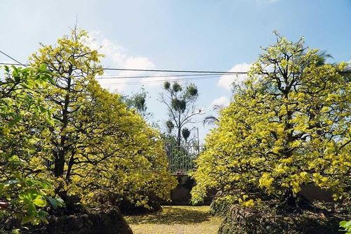 Mê mẩn những cây mai bung nở dịp Tết