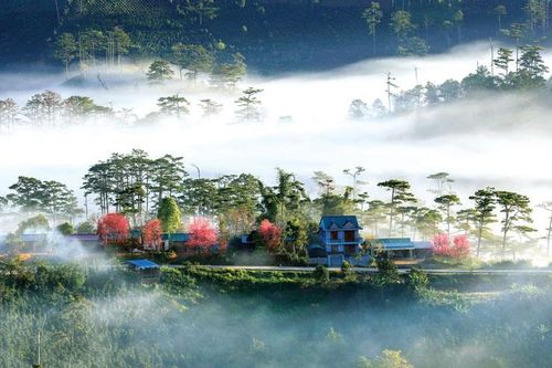 Xuân hồng ở 'thành phố sương mù'