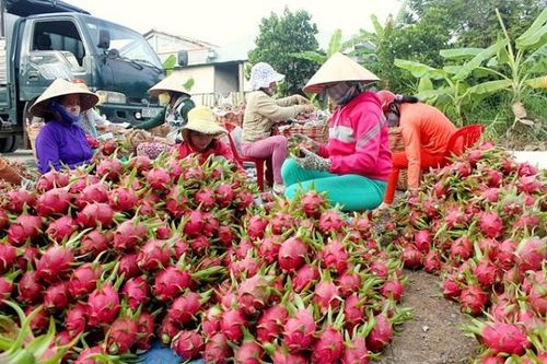 Nông sản rớt giá: Bộc lộ tính bảo thủ của hệ thống phân phối