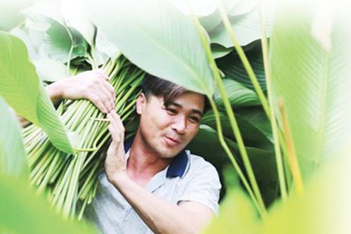 Qua 'cơn bão dịch', cây lại xanh tươi, kết trái