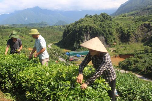 Xuân ấm no nhờ phát triển cây chè