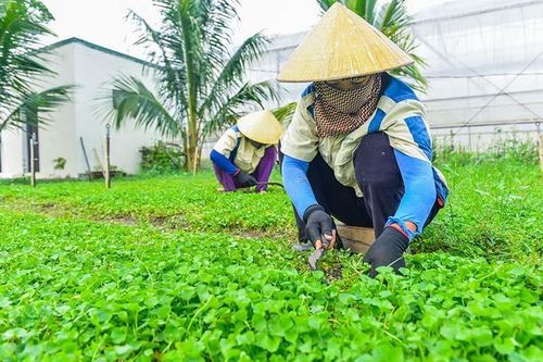 Anh Thanh Hóa liều chơi trận lớn, chế rau má bán sang Nhật 6 triệu/kg