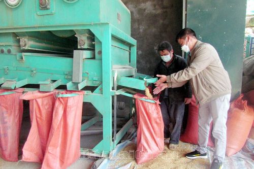 Lúa tẻ râu - Cây trồng tiềm năng