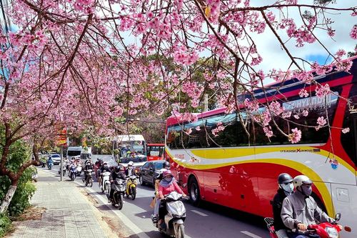 Đà Lạt nồng nàn sắc xuân
