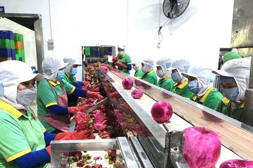 Chuẩn bị lô nông sản xuất khẩu đầu tiên trong năm mới, nhiều DN làm việc xuyên Tết