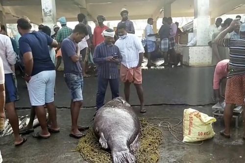 Cận cảnh cá mú 'quái vật' nặng 450kg