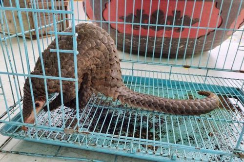 Bàn giao cá thể tê tê Java quý hiếm về Vườn Quốc gia Cúc Phương