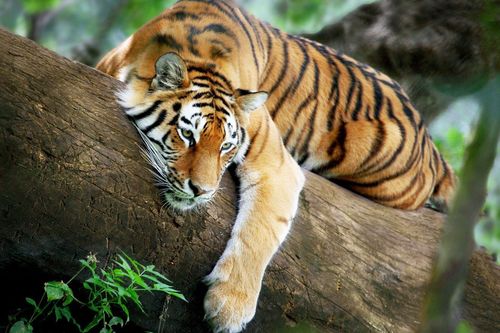 Hé lộ ký ức của người Pháp về loài hổ ở Việt Nam xưa