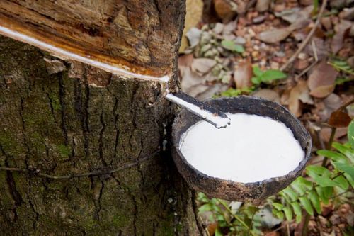 Xuất khẩu cao su của Malaysia tăng lên hơn 15 tỷ USD năm 2021
