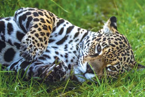 Vùng đầm lầy Iberá kỳ thú