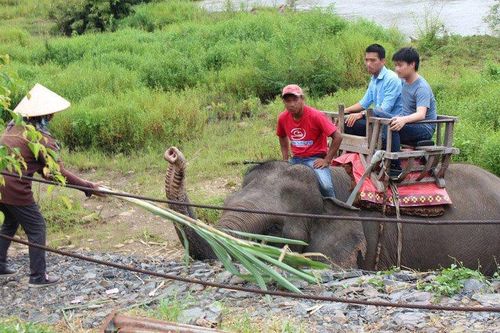 Voi ở Đắk Lắk vẫn bị đánh