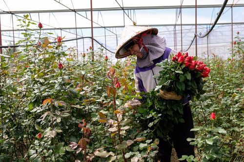Hoa hồng Đà Lạt tăng giá 2-3 lần trước dịp Valentine