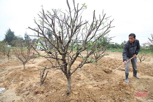 Tất bật 'hồi sinh' đào sau tết