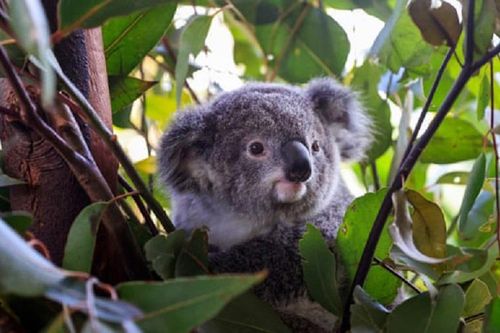 Australia liệt gấu koala vào danh sách loài có nguy cơ tuyệt chủng