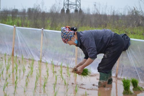 Đầu năm, nông dân ngoại thành Hà Nội cấy thuê kiếm tiền triệu