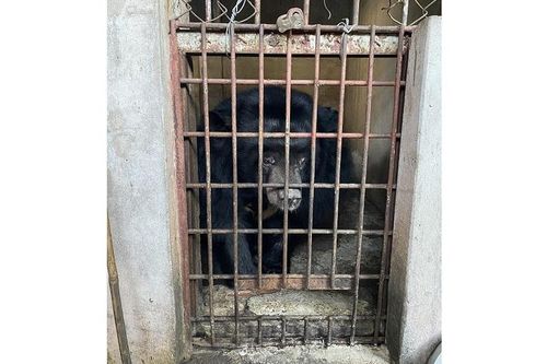 Cứu hộ 9 cá thể gấu ngựa ở Bình Dương