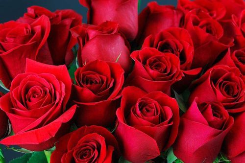 Hoa hồng đỏ khan hàng dịp Valentine
