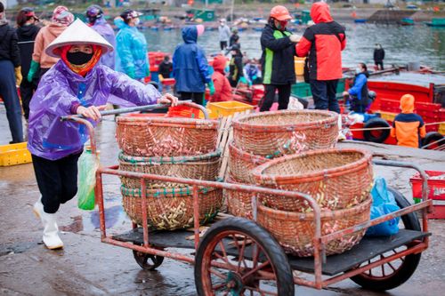 Ngư dân Nghệ An đón 'lộc biển' trong chuyến ra khơi đầu năm