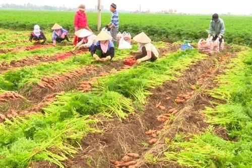 Lần đầu tiên tổ chức Lễ hội thu hoạch cà rốt để kích cầu và xuất khẩu