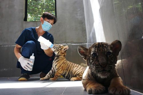 Những 'ông ba mươi' được chăm bẵm như trẻ lên ba