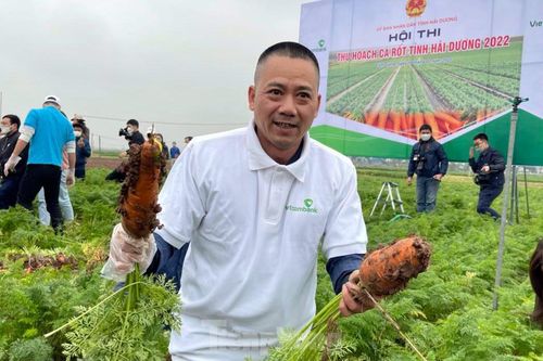 Hải Dương tổ chức lễ hội thu hoạch cà rốt