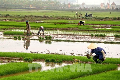 Diện tích chưa đủ nước cho gieo cấy sẽ được cấp bằng trạm bơm dã chiến