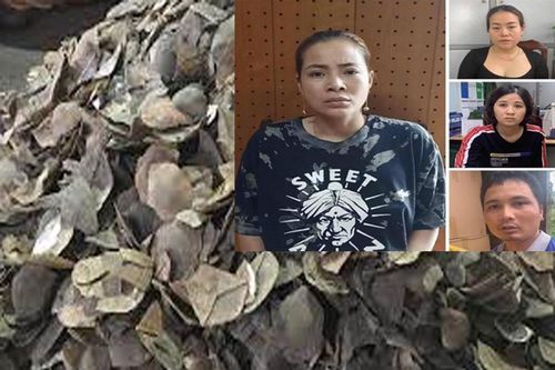 Truy tố các bị can liên quan vụ buôn bán gần 1 tấn vẩy tê tê