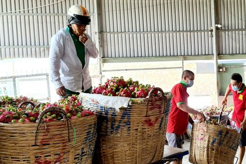 Đồng bằng sông Cửu Long: Trái cây đi đâu, về đâu?