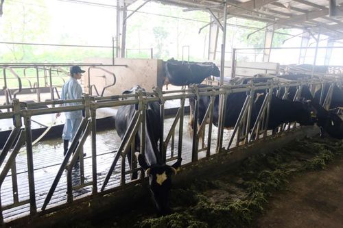 Hà Nội: Rốt ráo bảo vệ cây trồng, vật nuôi trước đợt rét khắc nghiệt