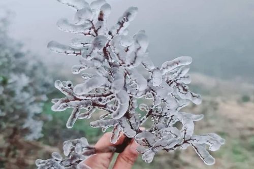 Chùm ảnh: Nóc nhà Y Tý lạnh âm độ, băng giá 'ôm' trọn những cành cây cổ thụ