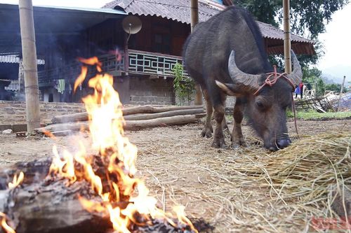 Người vùng cao chăm lo bảo vệ đàn gia súc khi giá rét