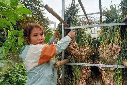 Hải Dương: Hành, tỏi mất mùa, rớt giá