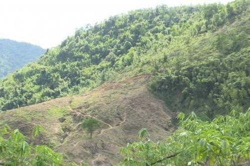 Thanh tra chỉ loạt vi phạm tại các dự án trồng rừng ở Hòa Bình
