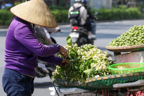 Hoa bưởi ngát hương theo chân người xuống phố Hà thành
