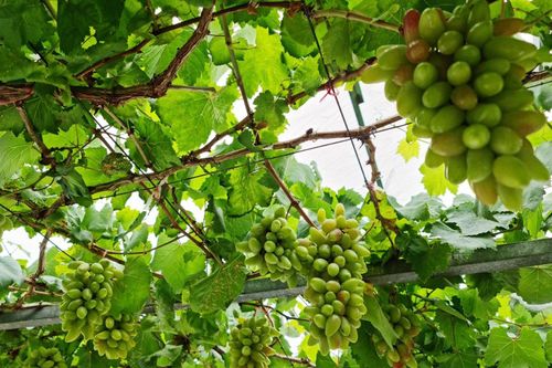 Vườn nho Ninh Thuận sai trái trên đất Bạc Liêu