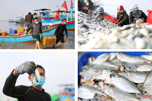 'Săn' cá ghé, ngư dân Kỳ Ninh thu lợi lớn
