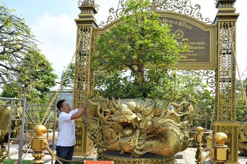 Chiêm ngưỡng bộ sưu tập 10 cây mai vàng đạt kỷ lục thế giới