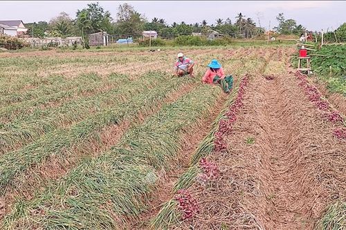 Nông dân Sóc Trăng kỳ vọng vụ hành tím