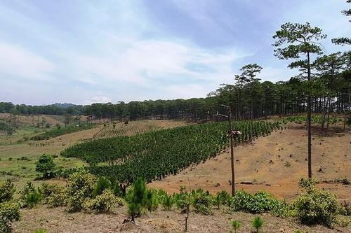 Viện Khoa học Lâm nghiệp Nam Trung Bộ và Tây Nguyên: Buông lỏng quản lý, để mất hơn 2.000 ha rừng
