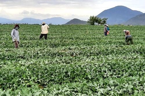 Dưa hấu rớt giá thê thảm, người trồng dưa khốn đốn