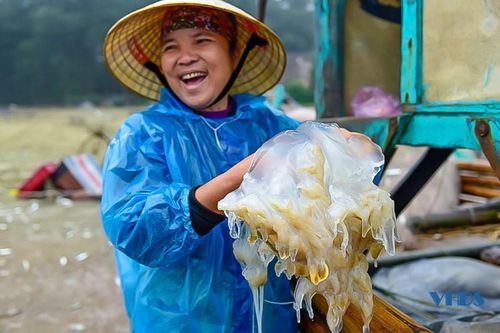 Ngư dân Thanh Hóa vào mùa sứa biển