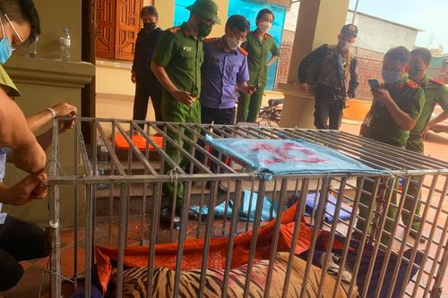 Đối tượng nuôi nhốt hổ dưới hầm bị phạt 7 năm tù