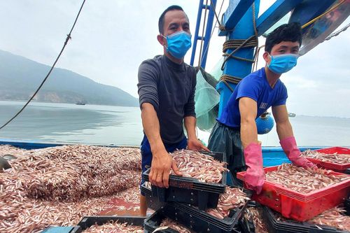 Ngư dân trúng đậm cá cơm