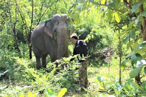 Voi bị thương oằn lưng chở khách: Hỗ trợ kinh phí, hướng tới chấm dứt du lịch cưỡi voi