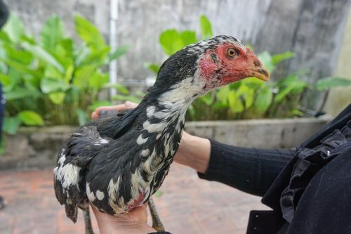 Vụ gà chọi đẻ sòn sòn 7 trứng/ngày: Cán bộ chăn nuôi đến kiểm tra, gà tịt không đẻ nữa