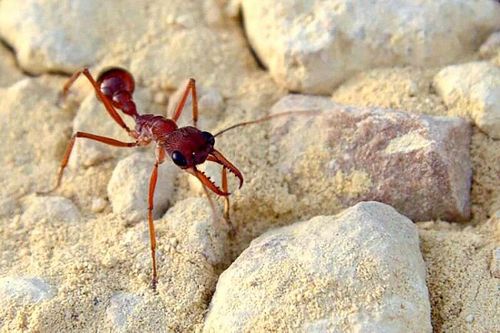 Phát triển liệu pháp giảm đau từ kiến bò Australia