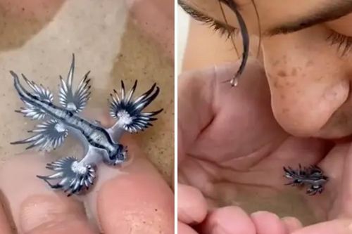 Bất chấp nguy hiểm chết người, người đàn ông liều mình 'hôn rồng xanh'